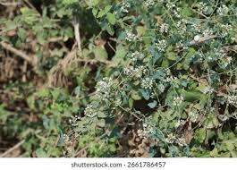 Image result for Cynanchum orangeanum