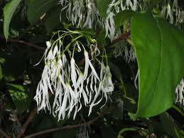 Image result for Chionanthus niloticus