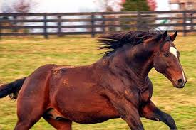 Old Friends' Annual Tribute May 29