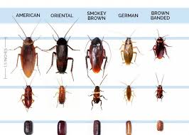 All Types Bugs That Look Like Roaches Palmetto Bugs Roach Infestation Roaches