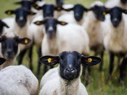 Ich kenne jemanden, der mal anderweitig buttersäure angewendet hat. Sorge Um Pflanzen Oberfrankin Sieht Schafe Im Garten Und Ruft Polizei Bayern Nordbayerischer Kurier