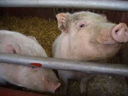 Lovely pets in a stable yard and thorough and interesting gardeners for overgrown spaces. How To Build A Pigpen Essential Elements Of Hog Pens Pethelpful