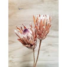 Protea Desidratada Decoracao Sala Home Office C 5 Haste Em Promocao Ofertas Na Americanas