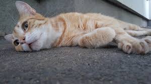 I gave my cat some shrimps and he loved it <3 but is it safe for him? 9 Things You Should Know About Can Cats Eat Shrimp