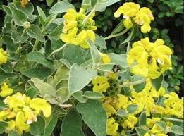 Image result for Phlomis fruticosa