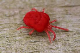 The predaceous mites eat other mites as well as small insects and are capable of supplementing their meat diet with pollen. What Are Red Mites And Why Are They A Chicken Keeper S Worst Nightmare The Omlet Blog
