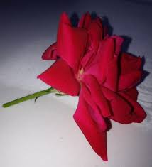 Cheryl TAYLOR Obituary (2014)