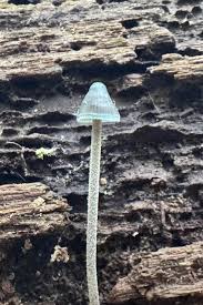 Image result for Indigofera subulifera