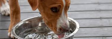 Puppies who drink too much at one feeding can develop diarrhea. Excessive Thirst In Dogs Is It Normal Or Serious Hill S Pet