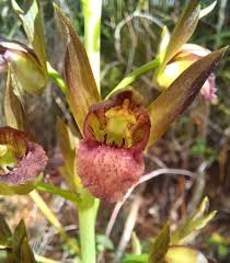 Image result for Eulophia coeloglossa