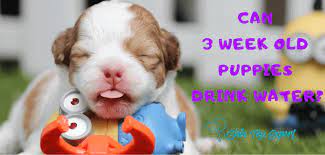Here's what every parent needs to know about when babies can start drinking. Can 3 Week Old Puppies Drink Water Shih Tzu Expert
