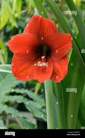 Image result for Hippeastrum sp. cultivars