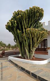 Image result for Euphorbia candelabrum