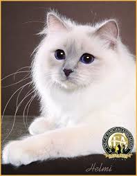 Birman Photos Grands 2011 12 Pretty Cats Cute Cats And Kittens Cats