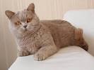 Chocolate Cinnamon British Shorthair Cat