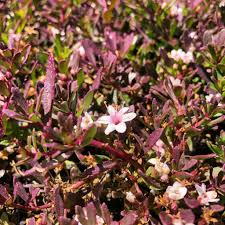 Image result for Hippocratea parvifolia