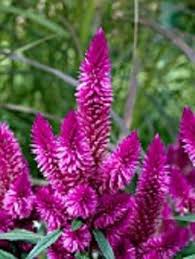 30 Purple Flamingo Celosia Self Seeding Annual Flower Etsy Flower Seeds Celosia Flower Annual Flowers