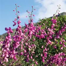 Image result for Polygala stenopetala