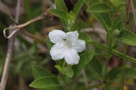 Image result for Vandellia humilis