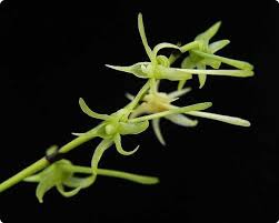 Image result for Angraecum calceolus