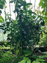 Image result for Wahlenbergia upembensis