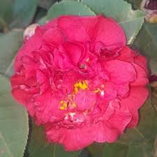 Image result for Gnidia burchellii