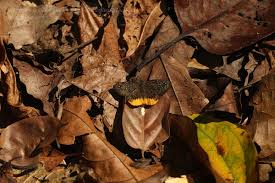 Image result for Trichoneura