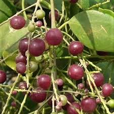 Image result for Salvadora persica