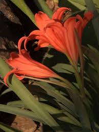 Image result for Amaryllidaceae