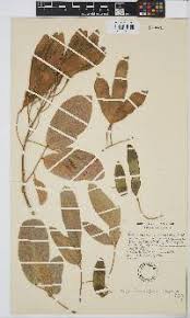 Image result for Philenoptera nelsii