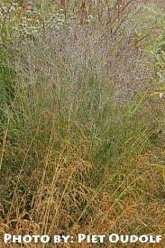 Image result for Panicum peteri