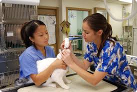 Vca southeast portland animal hospital provides 24 hour emergency veterinary care, 7 days a week, 365 days a year. Pet Wellness Care Near Me 22205 Ballston Animal Hospital