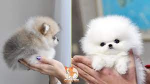 Maybe you would like to learn more about one of these? Mini Pomeranian Funny And Cute Pomeranian Videos 6 Cutevn Youtube