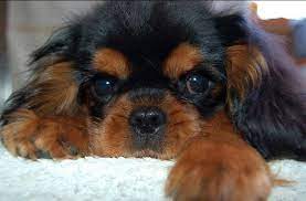 Pin By E K On Cavalier King Charles Spaniels King Charles Cavalier Spaniel Puppy Cavalier King Charles Dog King Charles Dog