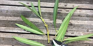 Maybe you would like to learn more about one of these? Bouturer Un Laurier Rose Quand Et Comment Faire Vos Boutures De Laurier Rose