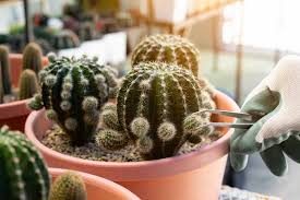 Image result for cactus cuttings