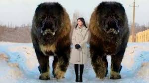 7 Perros Anormalmente Grandes En El Mundo Ver Video Http Quehubocolombia Com 7 Perros Anormalmente Perros Raros Perros Enormes Razas De Perros Gigantes Ver mas ideas sobre perros bonitos, perros, perros lindos. razas de perros gigantes