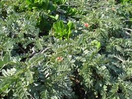 Image result for Sesbania tetraptera