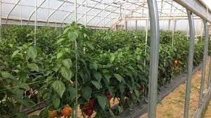 High Tunnel Bell Pepper Trial Highlights Varieties Best Suited For An Unheated Environment Growing Produce