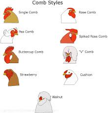 Rooster Comb Type Chart 2 Chicken Breeds Chart Chicken