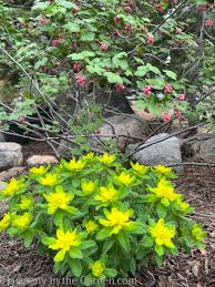 Image result for Euphorbia
