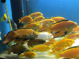 Akvaryum Baliklari Show Boy Jumbo Sari Prensesler Fish Pet Freshwater Fish Fish