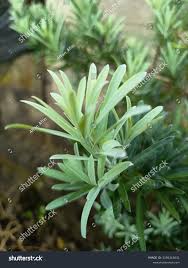 Image result for Podocarpus latifolius