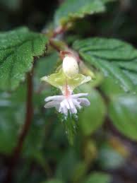 Image result for Begonia bequaertii