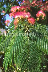Image result for Albizia
