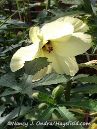 Image result for Basella paniculata