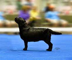 Puppyfinder.com is your source for finding an ideal labrador retriever puppy for sale in texas, usa area. English Labs For Sale In Texas Off 50 Www Usushimd Com