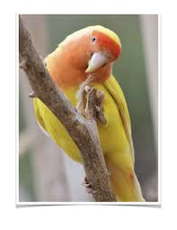 Lutino Peach Face Lovebird