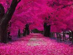 Resultado de imagen para colores rosas