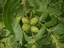 Image result for Carya illinoinensis
